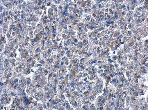Immunohistochemistry (Formalin/PFA-fixed paraffin-embedded sections) - Anti-Heme Oxygenase 1 antibody (AB137749)