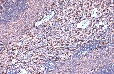Immunohistochemistry (Formalin/PFA-fixed paraffin-embedded sections) - Anti-Heme Oxygenase 1 antibody (AB137749)
