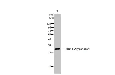 Western blot - Anti-Heme Oxygenase 1 antibody (AB137749)