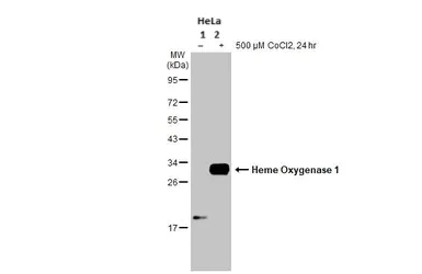 Western blot - Anti-Heme Oxygenase 1 antibody (AB137749)