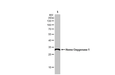 Western blot - Anti-Heme Oxygenase 1 antibody (AB137749)