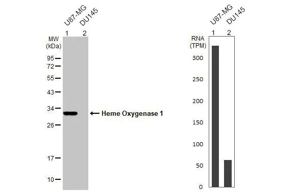 Western blot - Anti-Heme Oxygenase 1 antibody (AB137749)