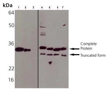 Western blot - Anti-Heme Oxygenase 1 antibody (AB82585)