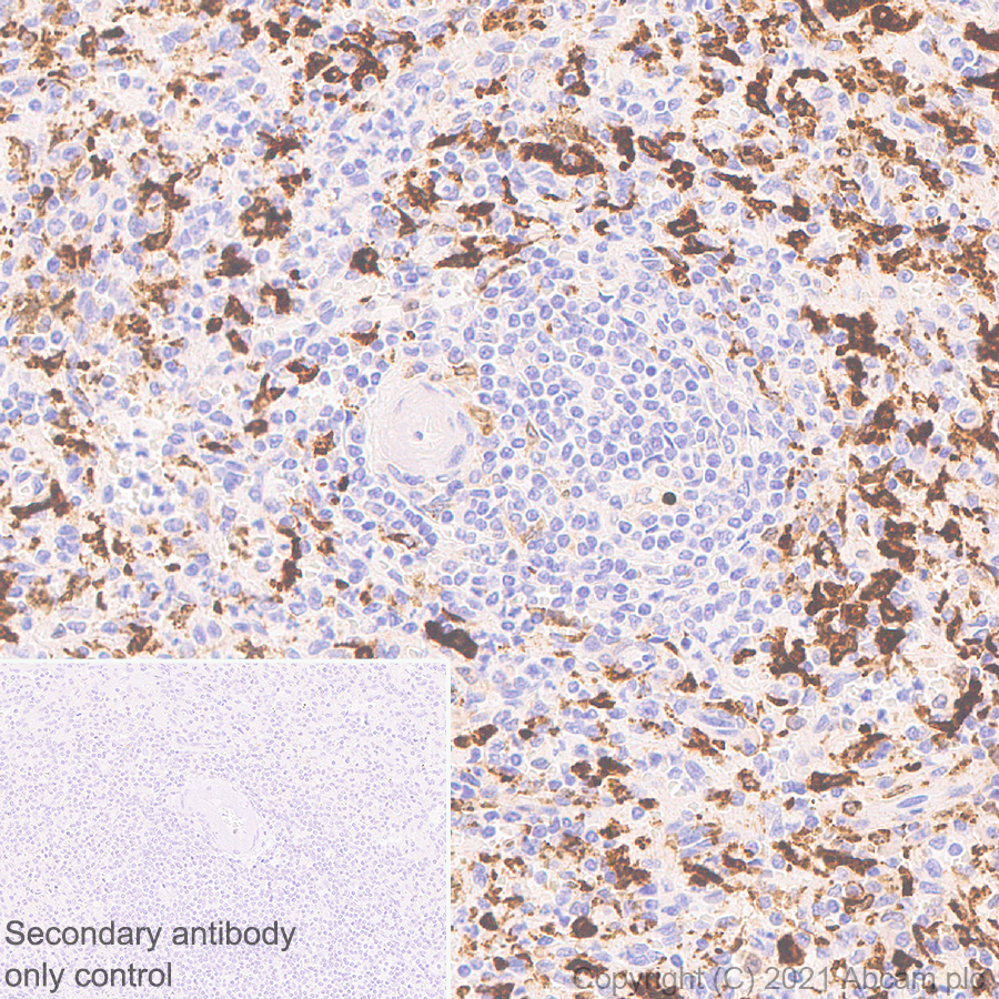 Immunohistochemistry (Formalin/PFA-fixed paraffin-embedded sections) - Anti-Heme Oxygenase 1 antibody [EP1391Y] (ab52947), expandable thumbnail