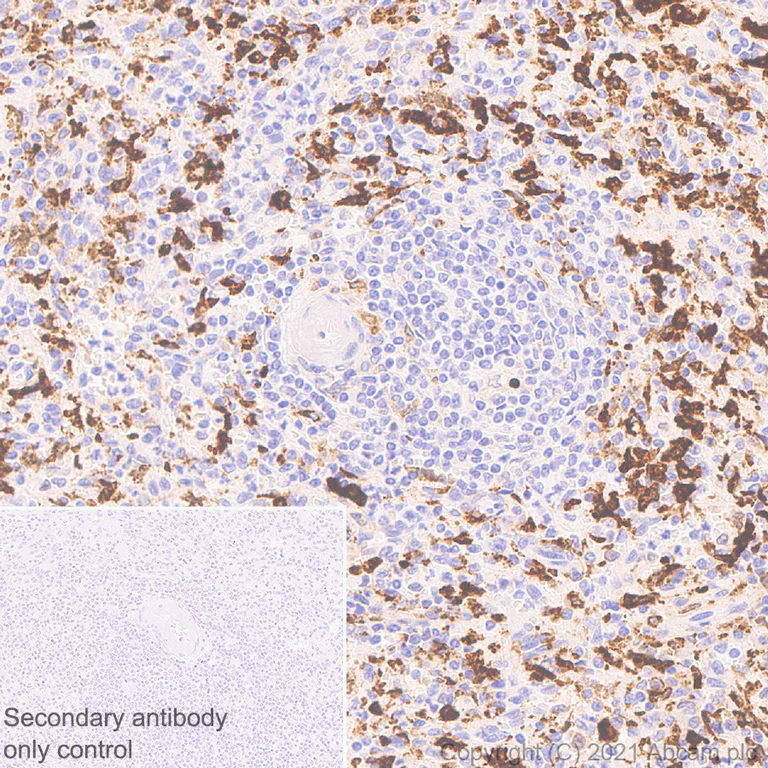 Immunohistochemistry (Formalin/PFA-fixed paraffin-embedded sections) - Anti-Heme Oxygenase 1 antibody [EP1391Y] (AB52947)