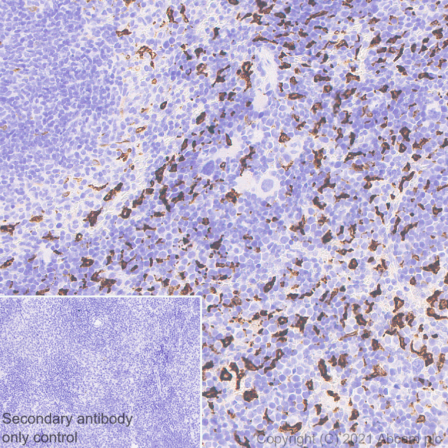 Immunohistochemistry (Formalin/PFA-fixed paraffin-embedded sections) - Anti-Heme Oxygenase 1 antibody [EP1391Y] (AB52947), expandable thumbnail