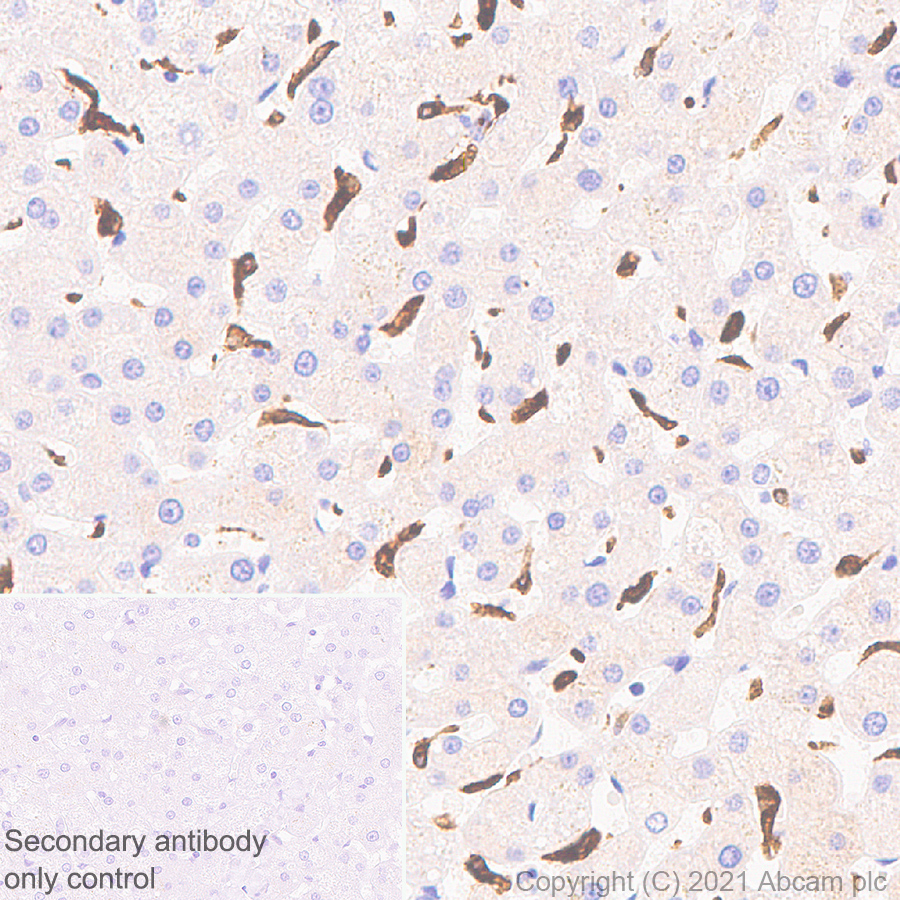 Immunohistochemistry (Formalin/PFA-fixed paraffin-embedded sections) - Anti-Heme Oxygenase 1 antibody [EP1391Y] (AB52947), expandable thumbnail