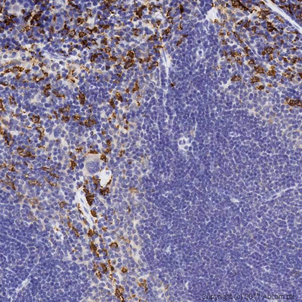 Immunohistochemistry (Formalin/PFA-fixed paraffin-embedded sections) - Anti-Heme Oxygenase 1 antibody [EP1391Y] (AB52947), expandable thumbnail