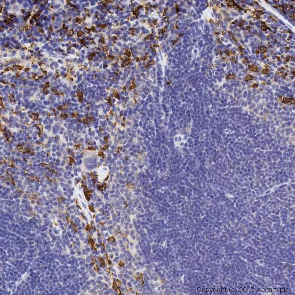 Immunohistochemistry (Formalin/PFA-fixed paraffin-embedded sections) - Anti-Heme Oxygenase 1 antibody [EP1391Y] (AB52947)