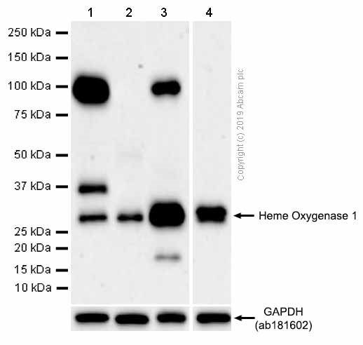 Western blot - Anti-Heme Oxygenase 1 antibody [EP1391Y] (ab52947), expandable thumbnail