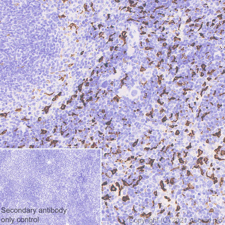 Immunohistochemistry (Formalin/PFA-fixed paraffin-embedded sections) - Anti-Heme Oxygenase 1 antibody [EP1391Y] - BSA and Azide free (AB219360)