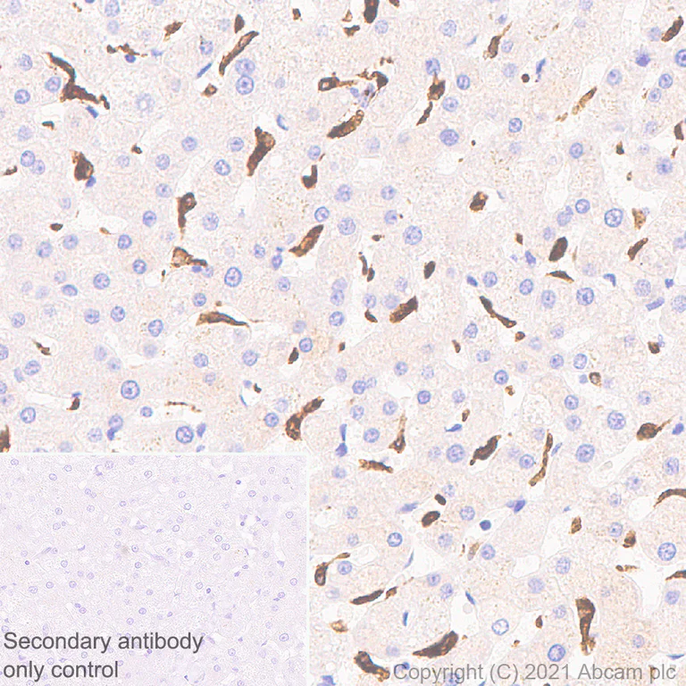 Immunohistochemistry (Formalin/PFA-fixed paraffin-embedded sections) - Anti-Heme Oxygenase 1 antibody [EP1391Y] - BSA and Azide free (AB219360)