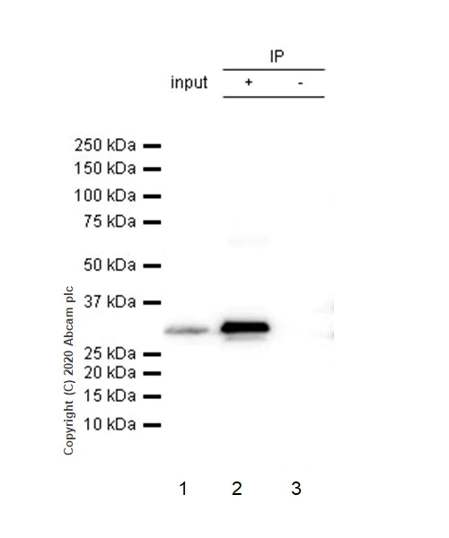 Immunoprecipitation - Anti-Heme Oxygenase 1 antibody [EP1391Y] - BSA and Azide free (AB219360)