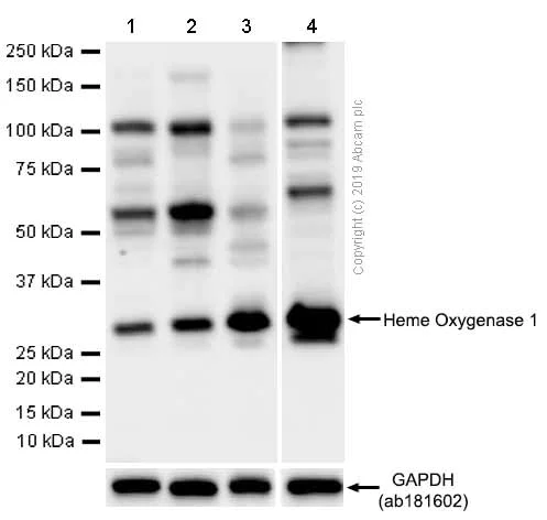 Western blot - Anti-Heme Oxygenase 1 antibody [EPR1390Y] (AB68477)