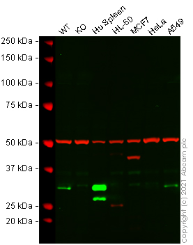 Western blot - Anti-Heme Oxygenase 1 antibody [EPR1390Y] (AB68477), expandable thumbnail