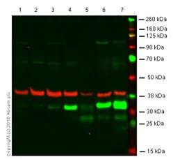 Western blot - Anti-Heme Oxygenase 1 antibody [EPR1390Y] (AB68477)