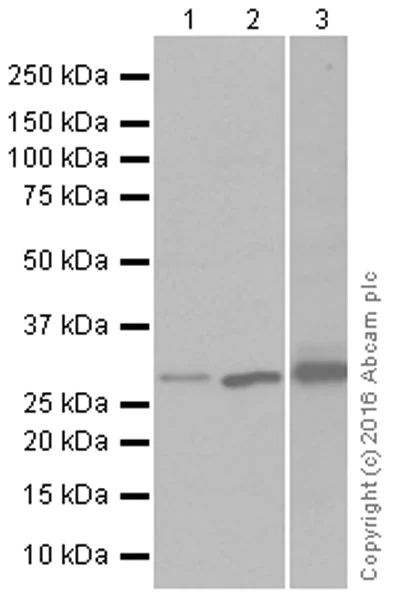 Western blot - Anti-Heme Oxygenase 1 antibody [EPR1390Y] (AB68477)