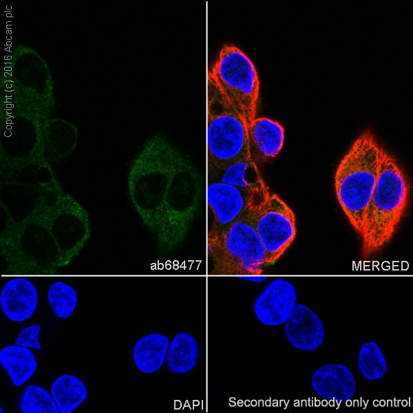 Immunocytochemistry/ Immunofluorescence - Anti-Heme Oxygenase 1 antibody [EPR1390Y] - BSA and Azide free (AB221215)