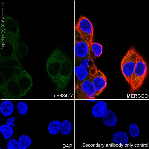 Immunocytochemistry/ Immunofluorescence - Anti-Heme Oxygenase 1 antibody [EPR1390Y] - BSA and Azide free (AB221215)
