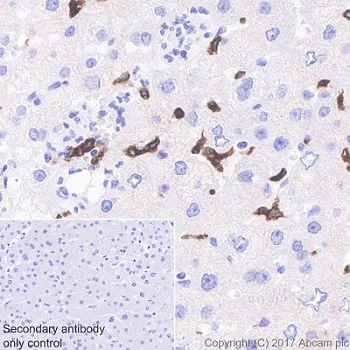 Immunohistochemistry (Formalin/PFA-fixed paraffin-embedded sections) - Anti-Heme Oxygenase 1 antibody [EPR18161-128] (AB189491)