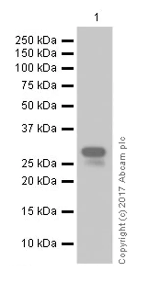 Western blot - Anti-Heme Oxygenase 1 antibody [EPR18161-128] (AB189491)