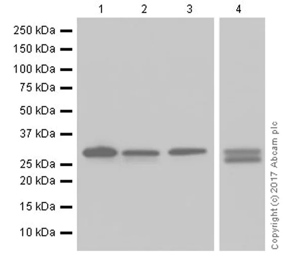 Western blot - Anti-Heme Oxygenase 1 antibody [EPR18161-128] (AB189491)