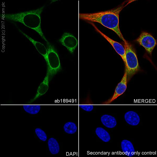 Immunocytochemistry/ Immunofluorescence - Anti-Heme Oxygenase 1 antibody [EPR18161-128] - BSA and Azide free (AB224677)