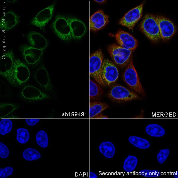 Immunocytochemistry/ Immunofluorescence - Anti-Heme Oxygenase 1 antibody [EPR18161-128] - BSA and Azide free (AB224677)
