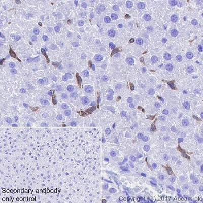 Immunohistochemistry (Formalin/PFA-fixed paraffin-embedded sections) - Anti-Heme Oxygenase 1 antibody [EPR18161-128] - BSA and Azide free (AB224677)