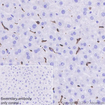 Immunohistochemistry (Formalin/PFA-fixed paraffin-embedded sections) - Anti-Heme Oxygenase 1 antibody [EPR18161-128] - BSA and Azide free (AB224677)