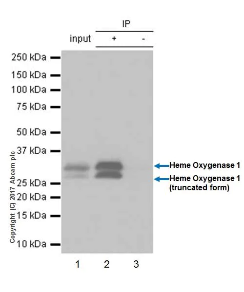 Immunoprecipitation - Anti-Heme Oxygenase 1 antibody [EPR18161-128] - BSA and Azide free (AB224677)