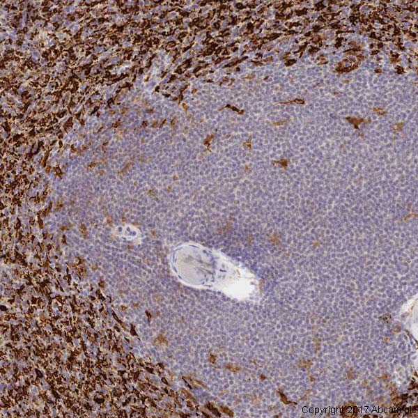 Immunohistochemistry (Formalin/PFA-fixed paraffin-embedded sections) - Anti-Heme Oxygenase 1 antibody [HO-1-1] (AB13248), expandable thumbnail