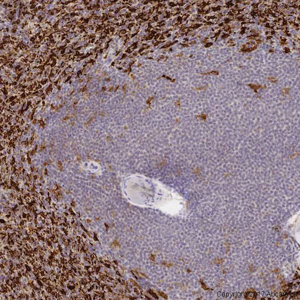 Immunohistochemistry (Formalin/PFA-fixed paraffin-embedded sections) - Anti-Heme Oxygenase 1 antibody [HO-1-1] (AB13248)