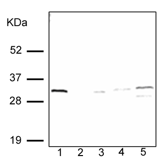 Western blot - Anti-Heme Oxygenase 1 antibody [HO-1-1] (AB13248), expandable thumbnail