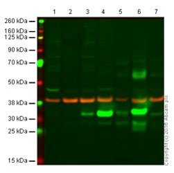 Western blot - Anti-Heme Oxygenase 1 antibody [HO-1-1] (AB13248), expandable thumbnail