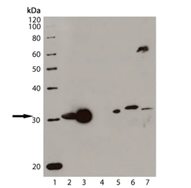 Western blot - Anti-Heme Oxygenase 1 antibody [HO-1-1] (AB13248)