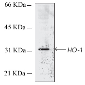 Western blot - Anti-Heme Oxygenase 1 antibody [HO-1-1] (AB13248), expandable thumbnail
