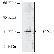 Western blot - Anti-Heme Oxygenase 1 antibody [HO-1-1] (AB13248)