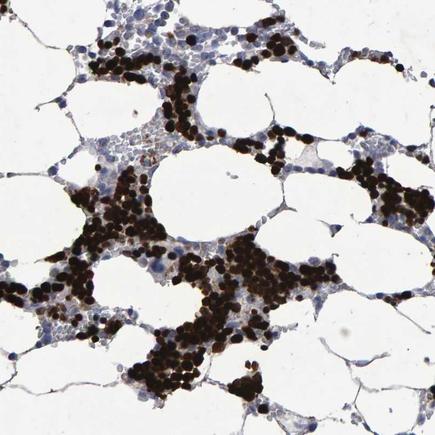 Immunohistochemistry (Formalin/PFA-fixed paraffin-embedded sections) - Anti-Hemogen antibody (AB224417), expandable thumbnail