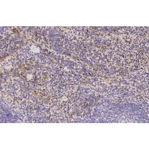 Immunohistochemistry (Formalin/PFA-fixed paraffin-embedded sections) - Anti-Hemoglobin epsilon antibody [HL2458] (AB317230)