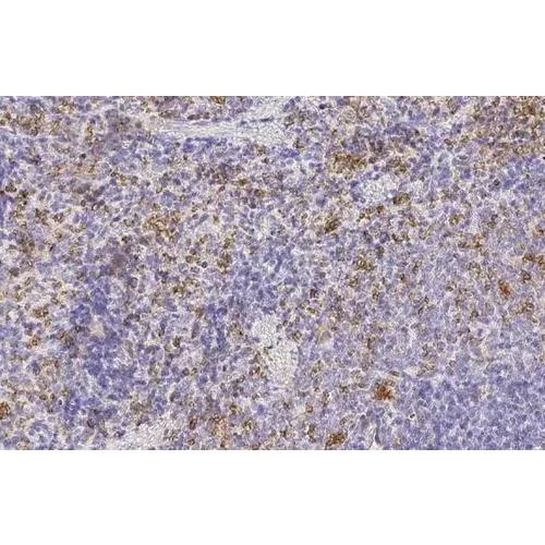 Immunohistochemistry (Formalin/PFA-fixed paraffin-embedded sections) - Anti-Hemoglobin epsilon antibody [HL2458] (AB317230)