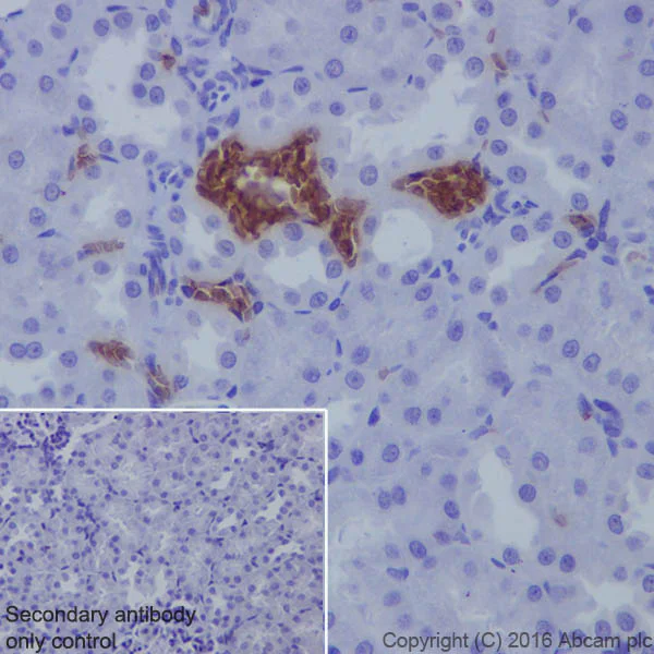 Immunohistochemistry (Formalin/PFA-fixed paraffin-embedded sections) - Anti-Hemoglobin subunit alpha antibody [EPR3608] (AB92492)