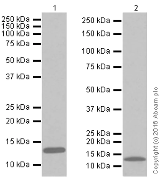 Western blot - Anti-Hemoglobin subunit alpha antibody [EPR3608] (AB92492)