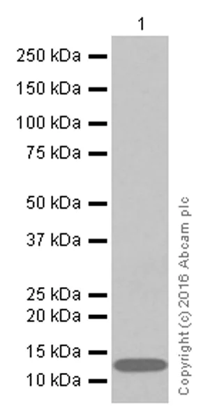 Western blot - Anti-Hemoglobin subunit alpha antibody [EPR3608] (AB92492)
