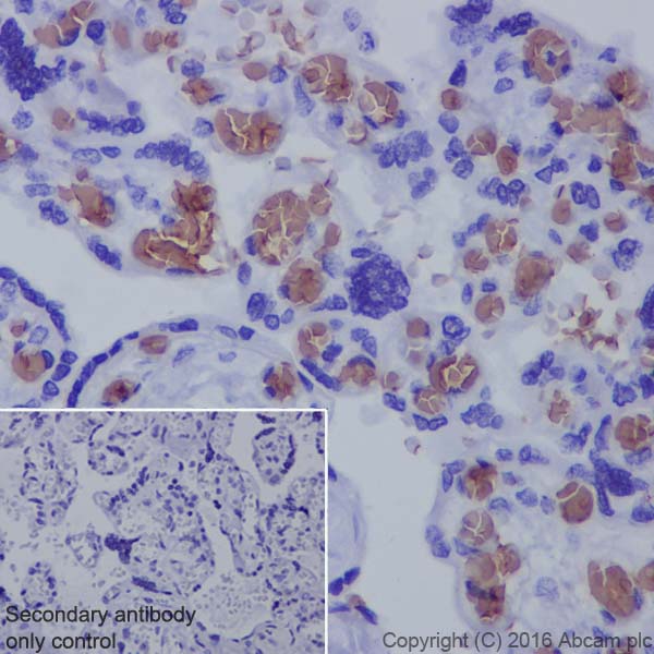 Immunohistochemistry (Formalin/PFA-fixed paraffin-embedded sections) - Anti-Hemoglobin subunit alpha antibody [EPR3608] - BSA and Azide free (AB174536)