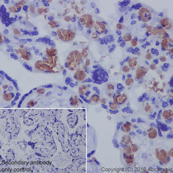 Immunohistochemistry (Formalin/PFA-fixed paraffin-embedded sections) - Anti-Hemoglobin subunit alpha antibody [EPR3608] - BSA and Azide free (AB174536)