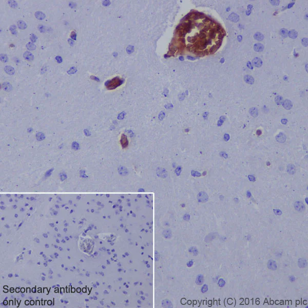 Immunohistochemistry (Formalin/PFA-fixed paraffin-embedded sections) - Anti-Hemoglobin subunit alpha antibody [EPR3608] - BSA and Azide free (AB174536)