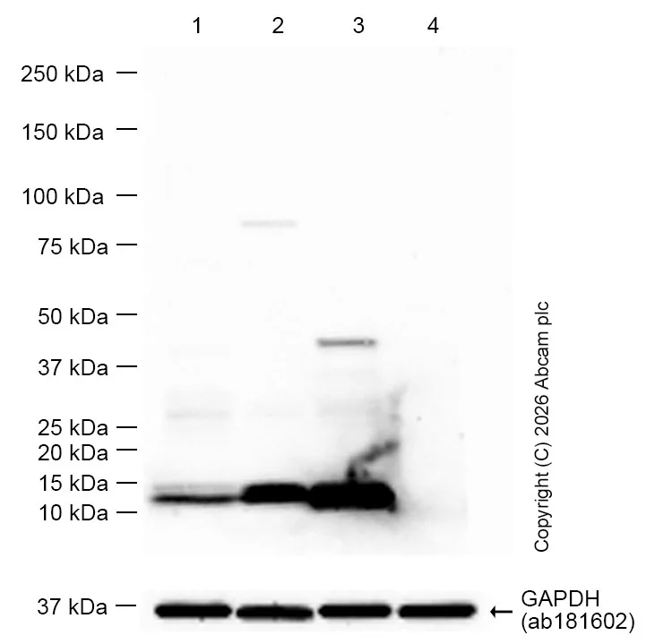 Western blot - Anti-Hemoglobin subunit alpha antibody [EPR3608] - BSA and Azide free (AB174536)