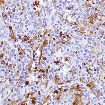Immunohistochemistry (Formalin/PFA-fixed paraffin-embedded sections) - Anti-Hemoglobin subunit alpha antibody [SP212] (AB227671)