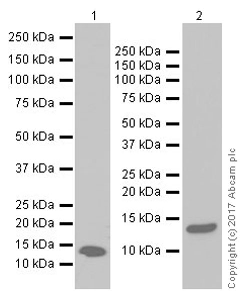 Western blot - Anti-Hemoglobin subunit beta antibody [EPR20614] (AB214049), expandable thumbnail